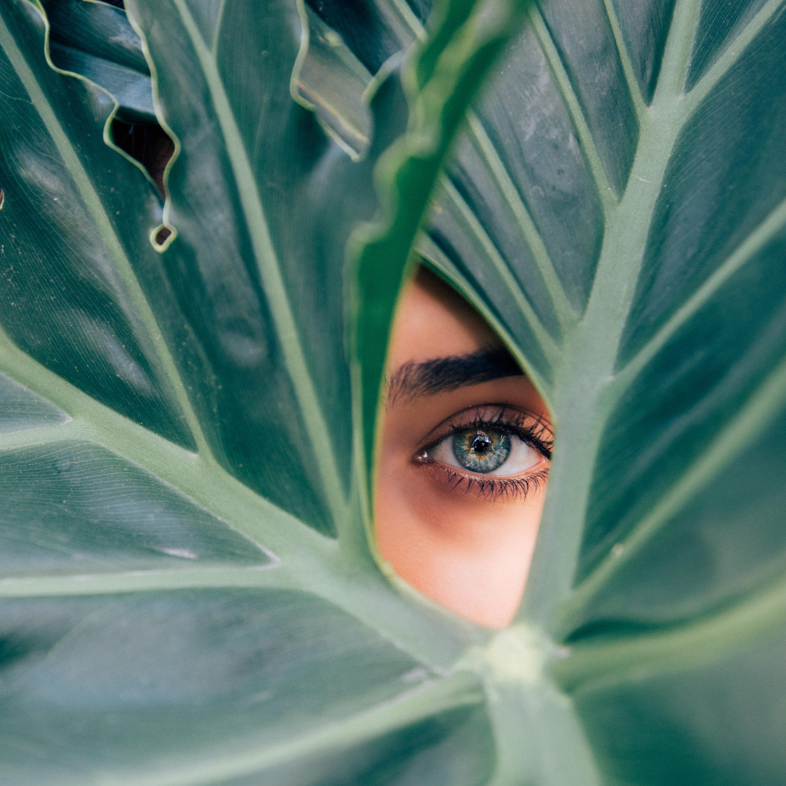 El ojo azul de una mujer escondido tras una hoja de árbol verde