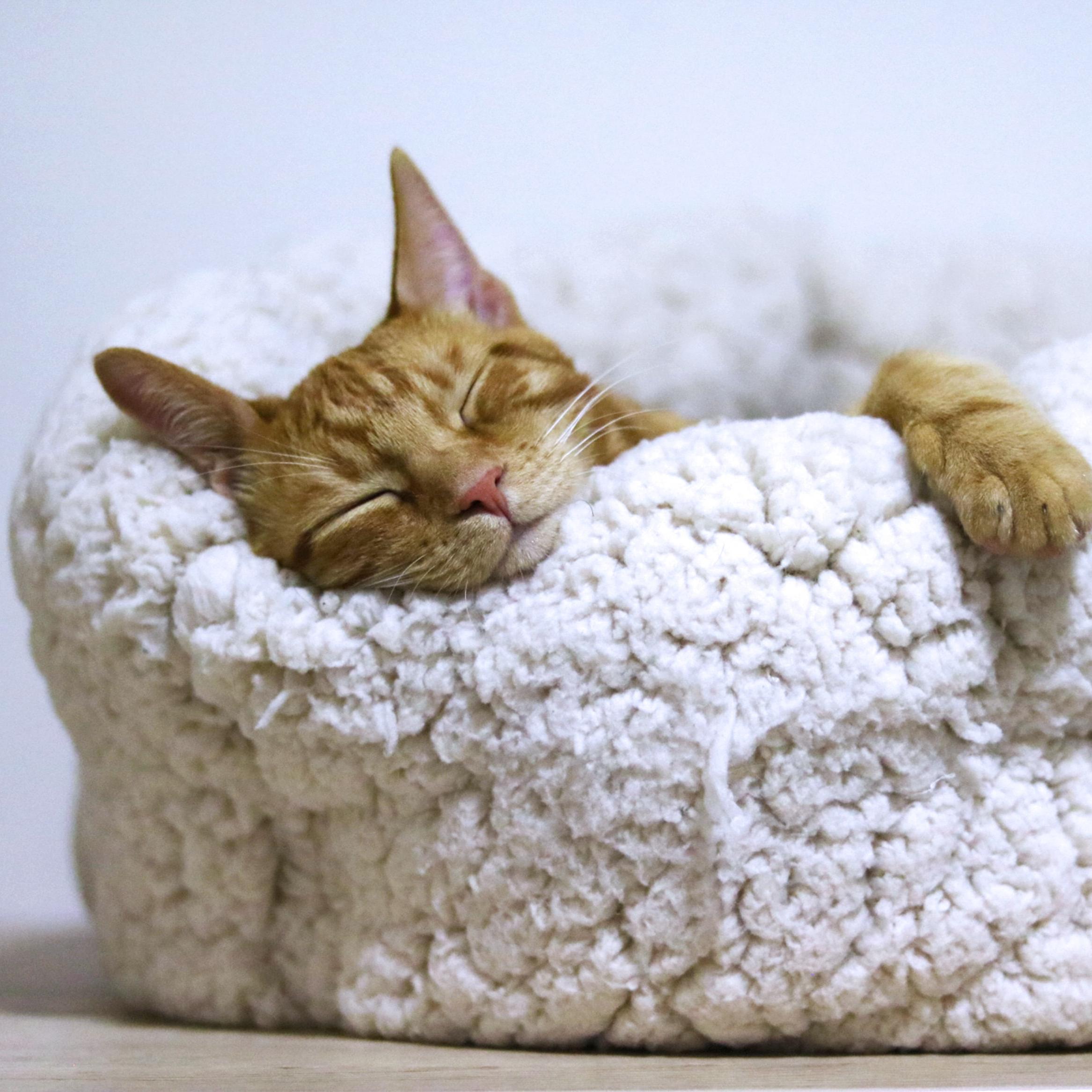 Imagen de un gato atigrado naranja durmiendo sobre una cama de borreguillo en color crudo