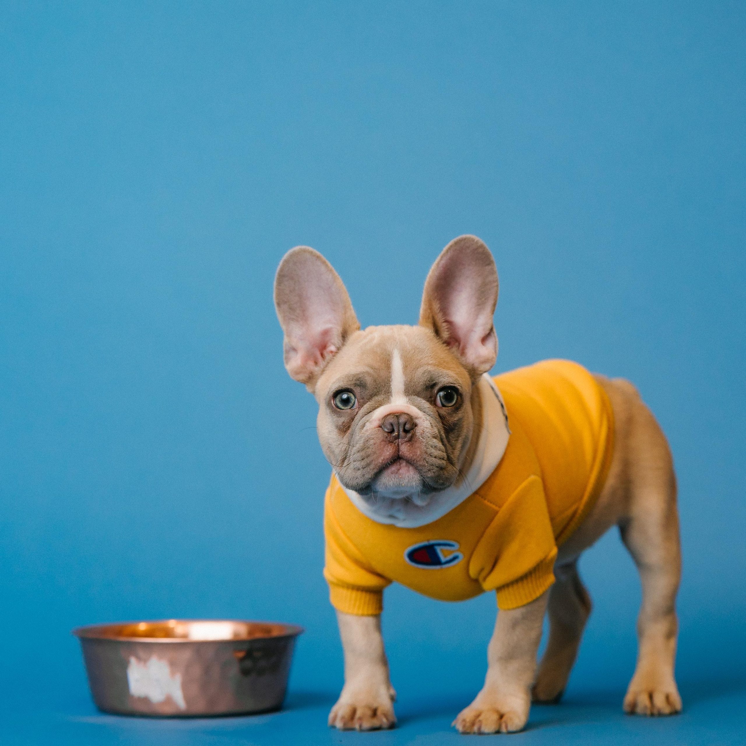 Un Bulldog francés posa con una camiseta amarilla al lado de un cuenco de comida