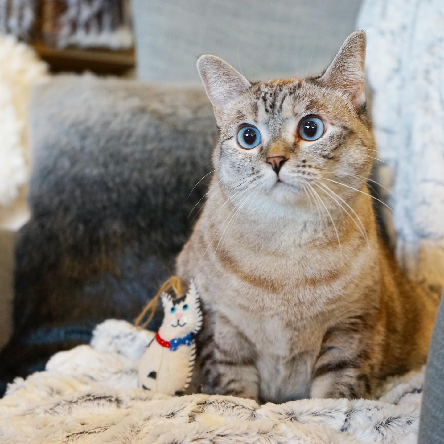 Un gato sentado sobre una manta en el sofá y con un pequeño juguete a su lado