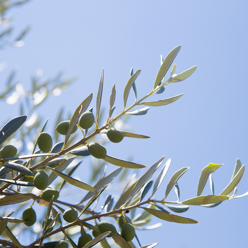 aceite de oliva bueno para piel propiedades